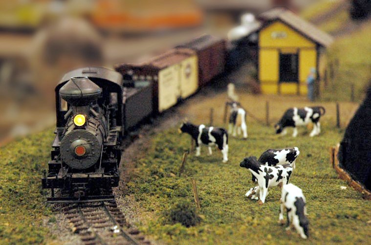 n gauge cows